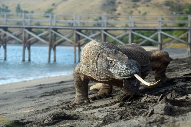komodo island tour