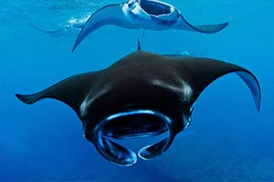 komodo island snorkeling tour