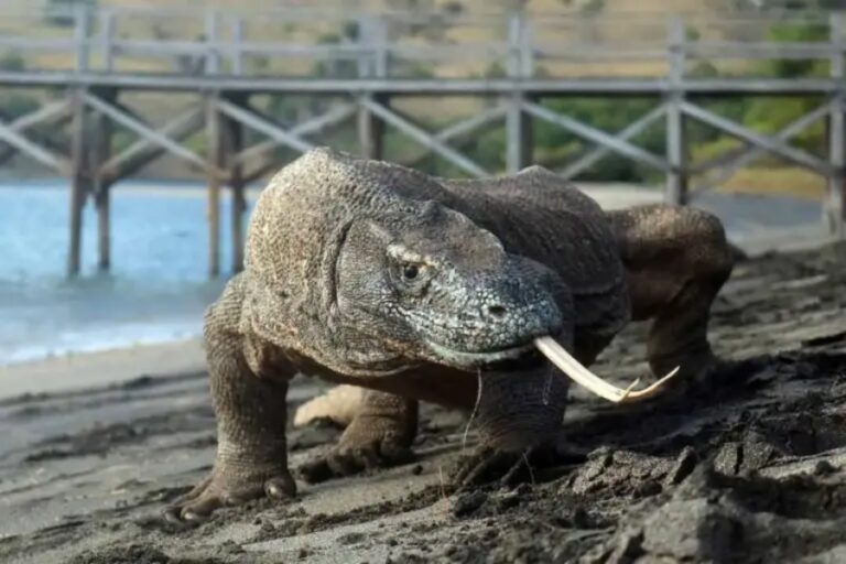 Komodo Dragon: The Largest Living Lizard