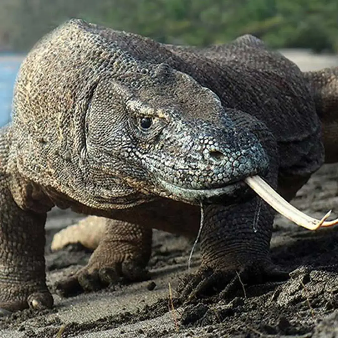 Komodo dragon: Komodo Island TOur