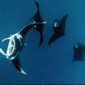 Manta Rays in Komodo National Park