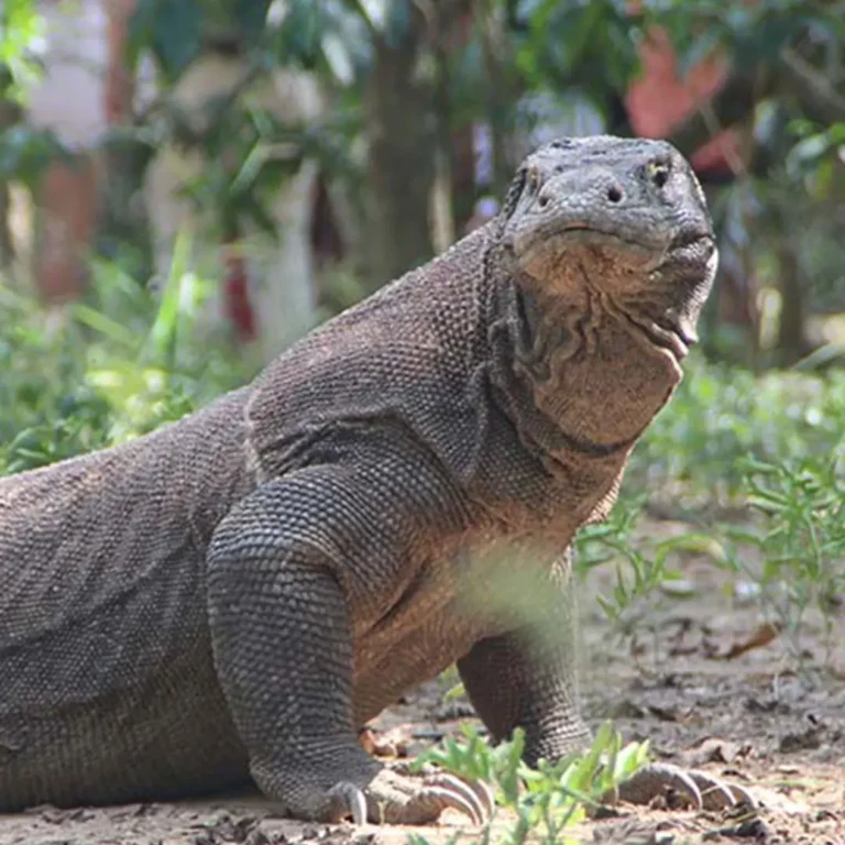 Komodo island TOur: Komodo Dragon komodo tour from cruise ship