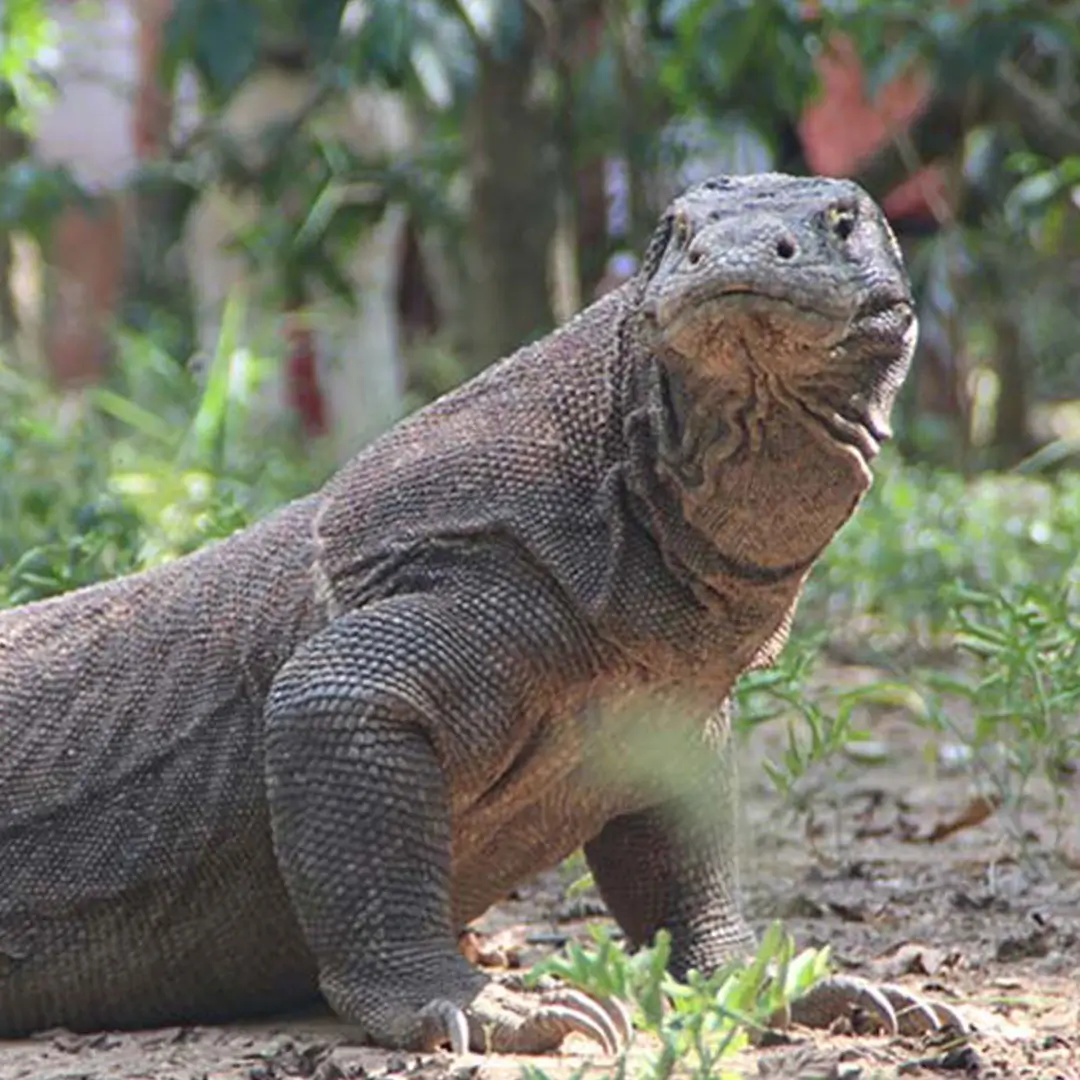 Komodo island TOur: Komodo Dragon