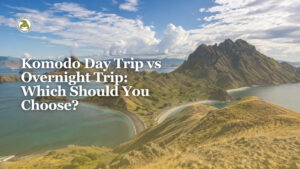 Komodo Day Trip vs Overnight Trip: Which Should You Choose?