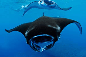 
Tour-Komodo-Tour-Package-Boat-Charter-Italy
tour komodo tour package boat charter italy