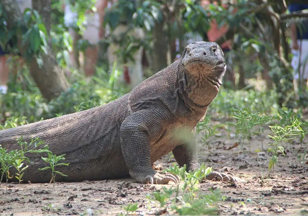 Komodo dragon - Komodo National Park