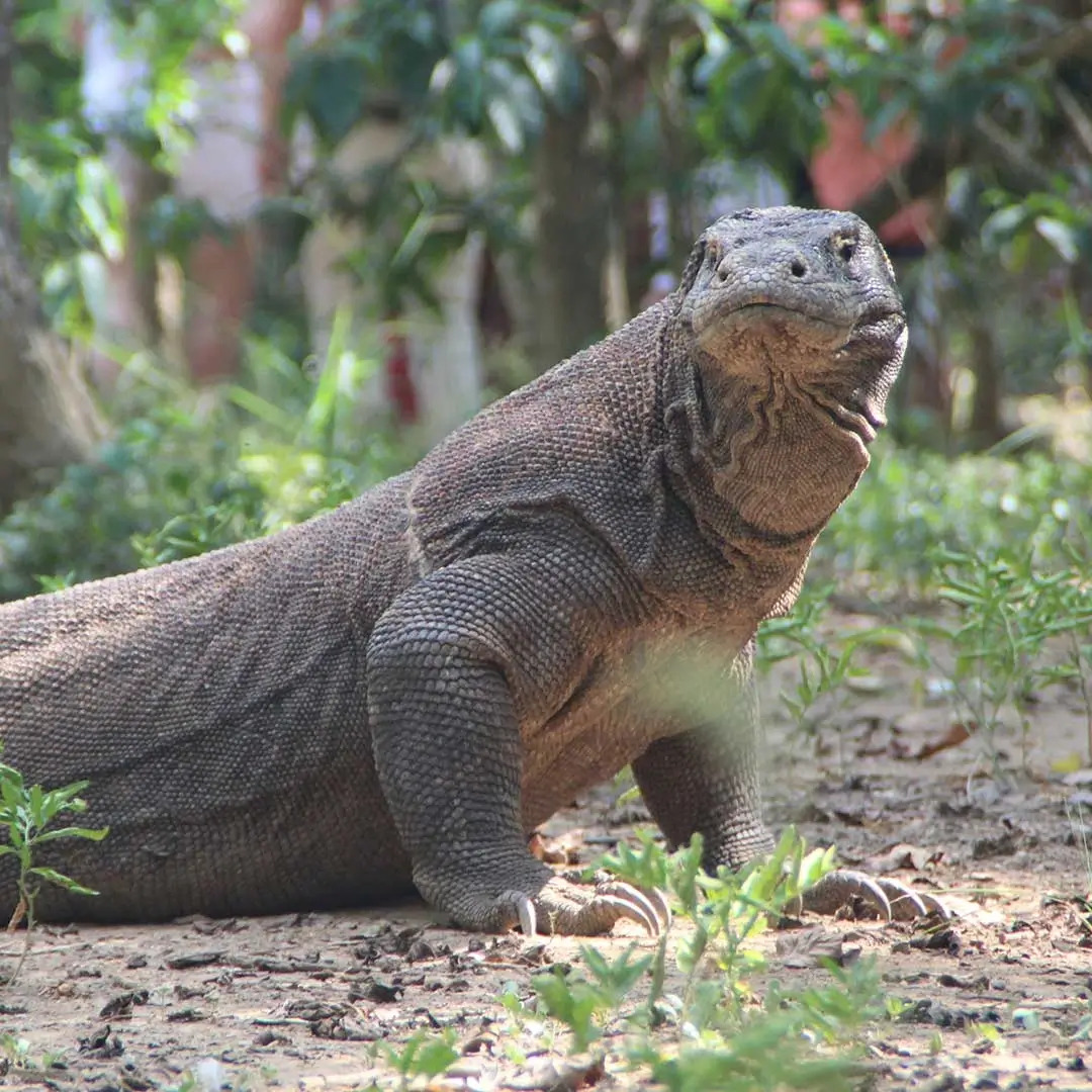 Komodo National Park Visitor Quota: What Travelers Need to Know