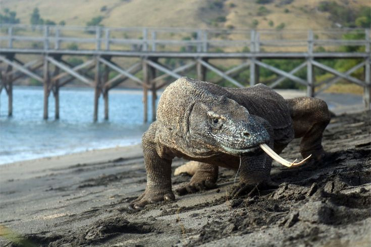 Why Are Komodo Dragons Apex Predators