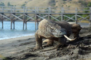 how do Komodo dragons hunt