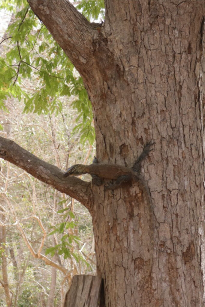 what plants grow in komodo national park