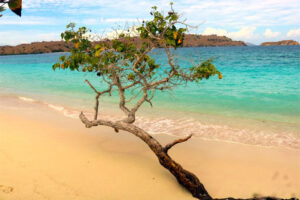 what plants grow in komodo national park